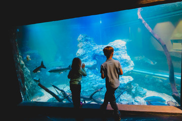 Obraz premium kids-boy and girl- watching fishes in aquarium