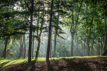 Istanbul, Turkey, Gulhane Park, Beautiful forest in the fog at sunrise
