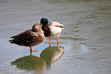 Couple of mallard rest on the melting ice near the water. Male and female wild ducks on a lake in early spring