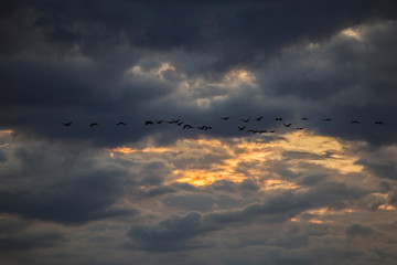A flock of cranes flies through the cloudy sky. Abstract composition of clouds on the sky. Common crane or Eurasian crane (Grus grus).