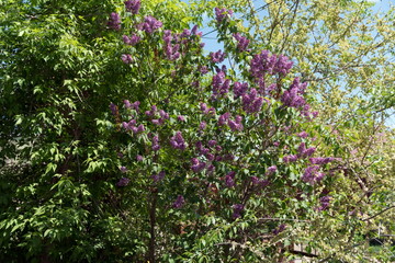 Fototapeta na wymiar Large flowering bushes of common lilac (lat. Syrínga vulgáris) in the front garden.