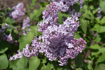 Obraz premium Gentle purple inflorescence of lilac ordinary (lat. Syrínga vulgáris) on a background of green foliage in spring.