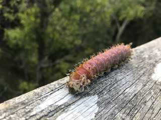 New Zealand, caterpillar