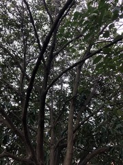 公園の木