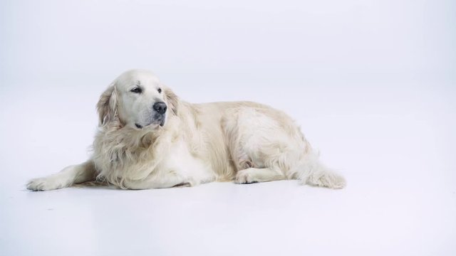 purebred golden retriever lying on white with copy space