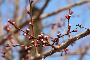 Tree Flower Buds
