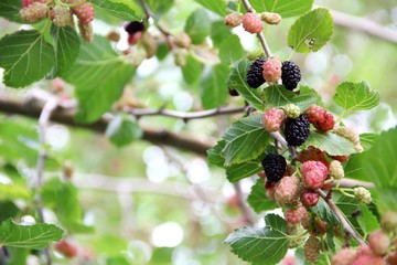 Mulberry, nature background. ripening mulberry berries.