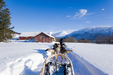 Dog sledding, husky tours in Noway. Dog sledding trip and travel at high speed across the Norwegian wilderness.