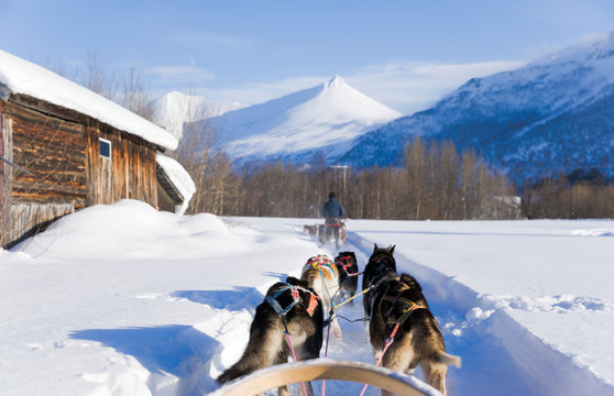 Dog sledding, husky tours in Noway. Dog sledding trip and travel at high speed across the Norwegian wilderness.