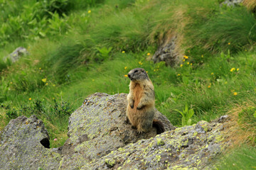 Marmot, Dolomites, northern Italy