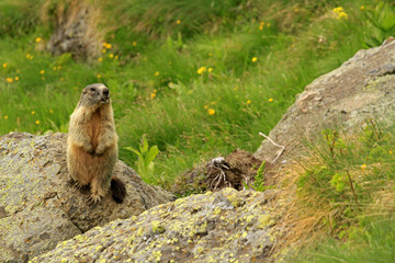 Marmot, Dolomites, northern Italy