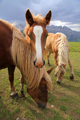 Landscape with horses, Dolomites, Italy