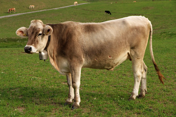Naklejka na ściany i meble Landscape with cow, Dolomites, Italy