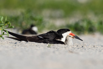 A mother Black Skimmer and her Nestling.