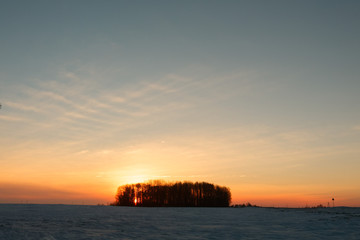 islet of forest on a snowy field at sunrise