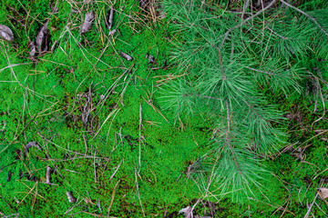 forest moss and pine branches close-up. background image