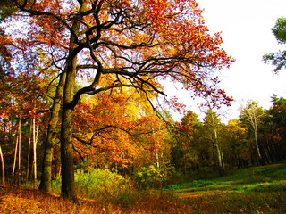 Fototapeta na wymiar Autumn tree with yellow leaves