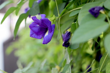 Butterfly pea flowers on the fence