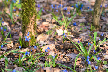 spring first flowering plants snowdrops in the forest in Sunny weather. blue flowers close up against the sun