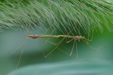 Mating Bugs