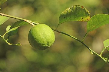Green lemons and leaves in the garden and depth of field and bokeh