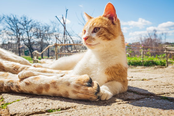 Fototapeta premium dog and kitten playing together outside in the yard. puppy and kitten friends. animals play together.