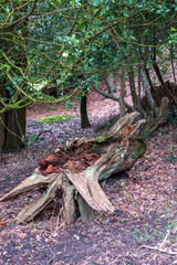 Hindhead common March 2020