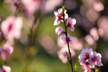 Fleurs de pêcher