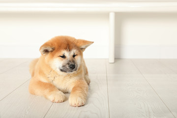 Cute Akita Inu puppy indoors. Baby animal