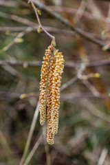 Fototapeta premium Haselnussblüte an Haselstrauch (lat. Corylus avellana)