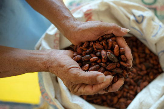 Manos con grano de cacao seco