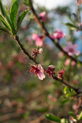 Blossoming peach tree branches, the background blurred