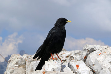 Alpine Chough, Yellowbilled Chough, Sexten Dolomites, Italy