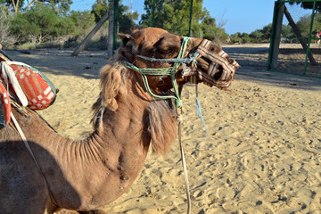 Camel