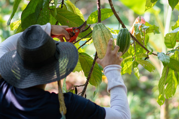 Joven cortando fruto de cacao en arbol