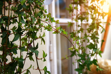 Obraz premium Image of green plant next to the window