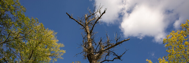 treetops and white clouds against a blue sky.