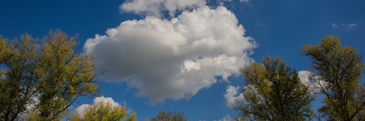 treetops and white clouds against a blue sky.