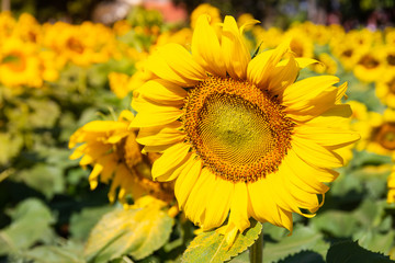 Obraz premium Close-up of Sunflower blooming natural background.