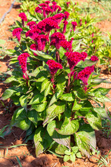 Colourful red Celosia flower or Cockscomb and petunia flowers blooming in in garden for natural background