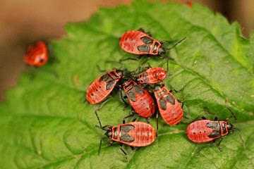 Firebugs in Brenta Dolomites, Trentino, Italy