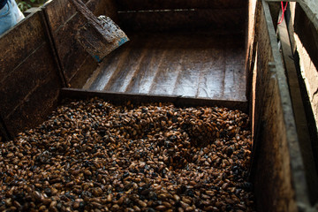 Grano de cacao en baba en caja fermentador