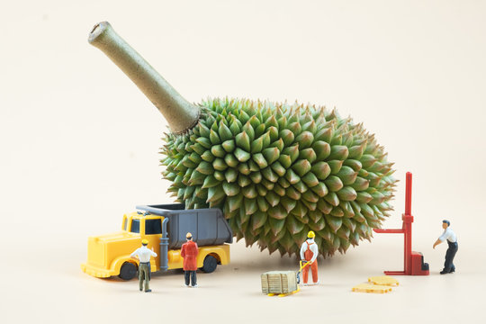 Miniature people workers moving durian fruit on yellow background
