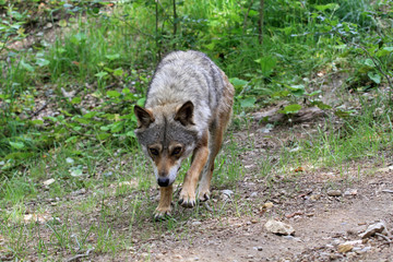Italian wolf in Brenta Dolomites, Trentino region, Italy 