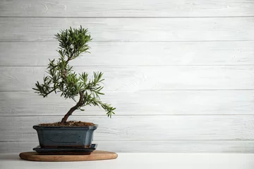Selbstklebende Fototapeten Japanische Bonsai-Pflanze auf weißem Holztisch, Platz für Text. Zen-Atmosphäre zu Hause schaffen © New Africa