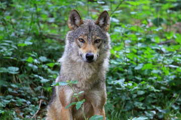 Naklejka na ściany i meble Italian wolf in Brenta Dolomites, Trentino region, Italy 