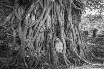 Buddha Head in Tree Roots at Wat Mahathat Temple Ayutthaya Thailand. Is the most popular place for foreign tourists. Black and White