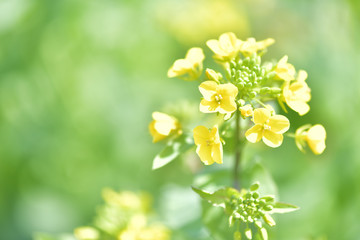 黄色い春の菜の花