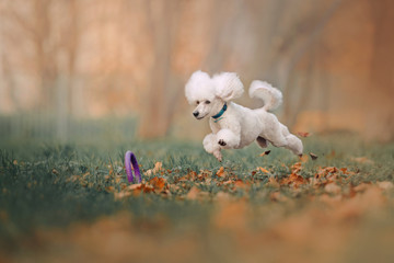 happy white poodle jumping after a toy outdoors - obrazy, fototapety, plakaty