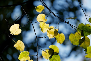 Beautiful autumn yellow leaves